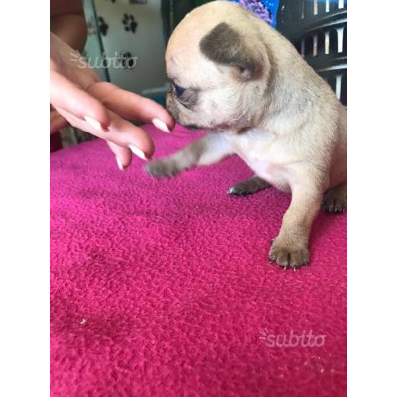 Cuccioli di chihuahua