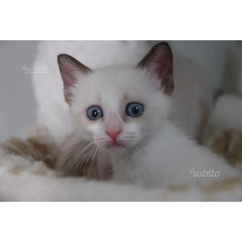 Dolcissi cuccioli siamesi