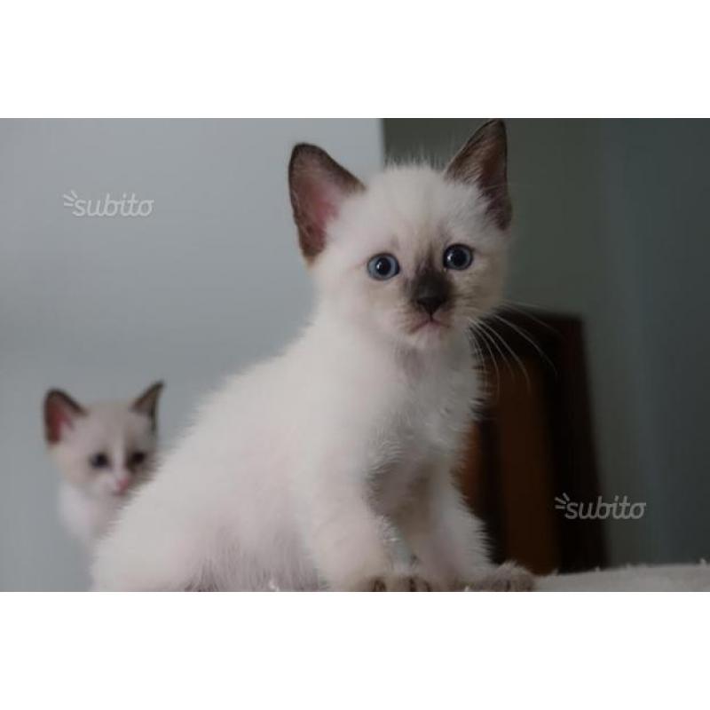 Dolcissi cuccioli siamesi