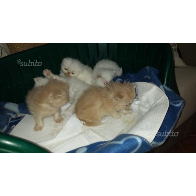 Regalatevi o regalate un Gattino Persiano