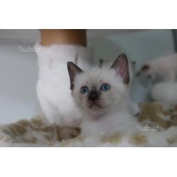 Dolcissi cuccioli siamesi