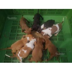 Ultimi 3 cuccioli disponibili