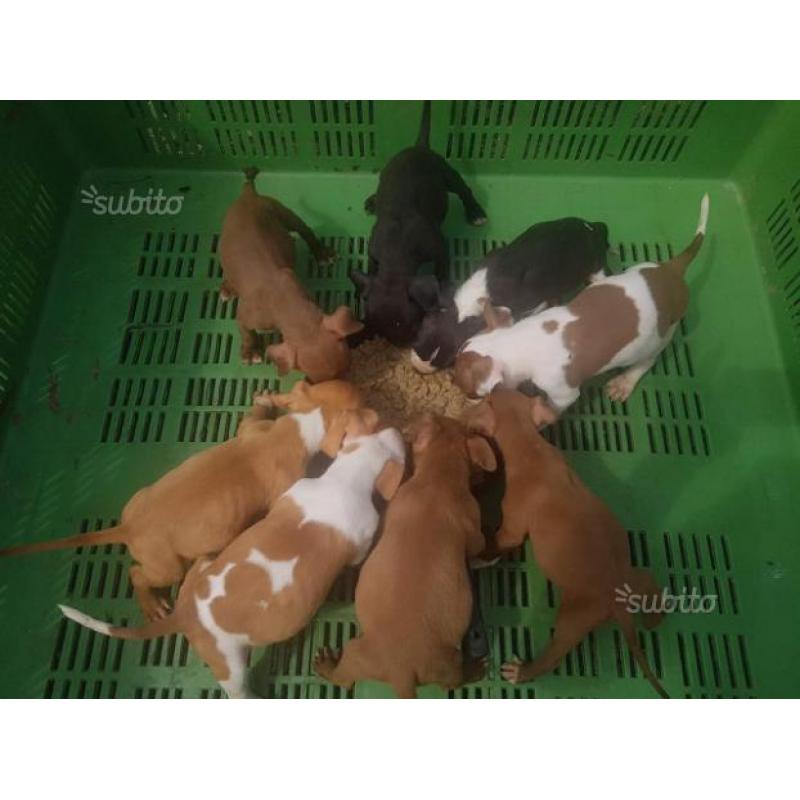 Ultimi 3 cuccioli disponibili