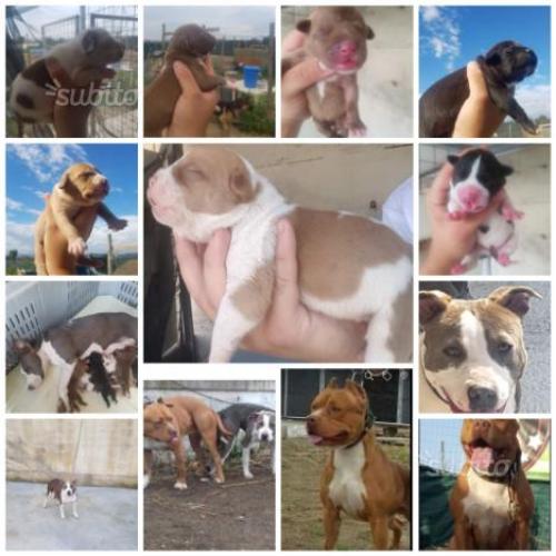 Ultimi 3 cuccioli disponibili