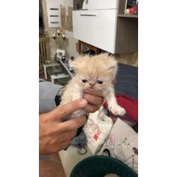 Regalatevi o regalate un Gattino Persiano