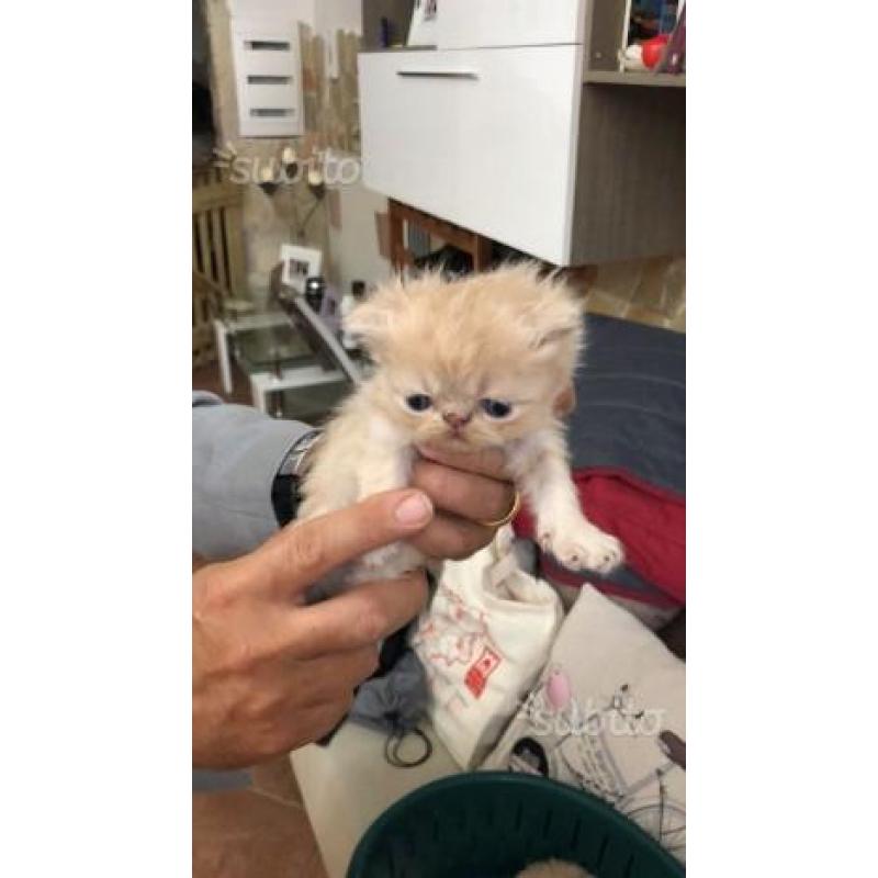 Regalatevi o regalate un Gattino Persiano