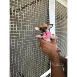 Cuccioli di chihuahua