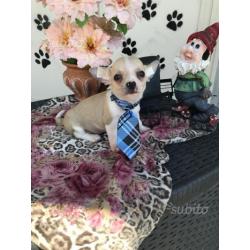 Cuccioli di chihuahua