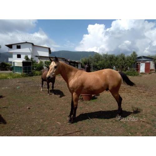 Quarter horse