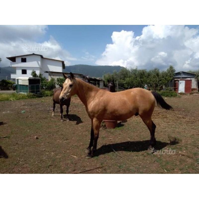 Quarter horse