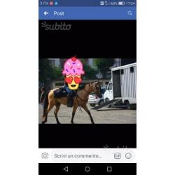 Quarter horse