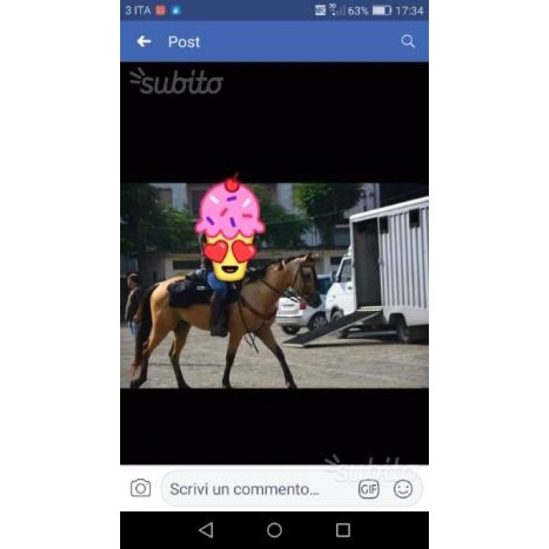 Quarter horse