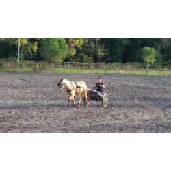 Quarter horse