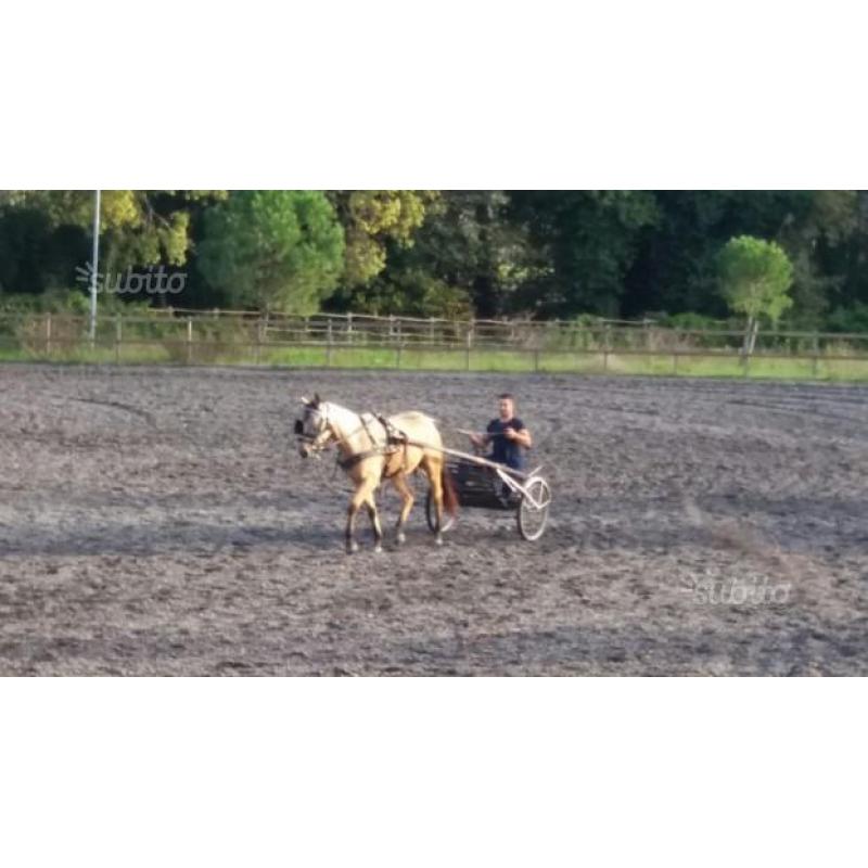 Quarter horse