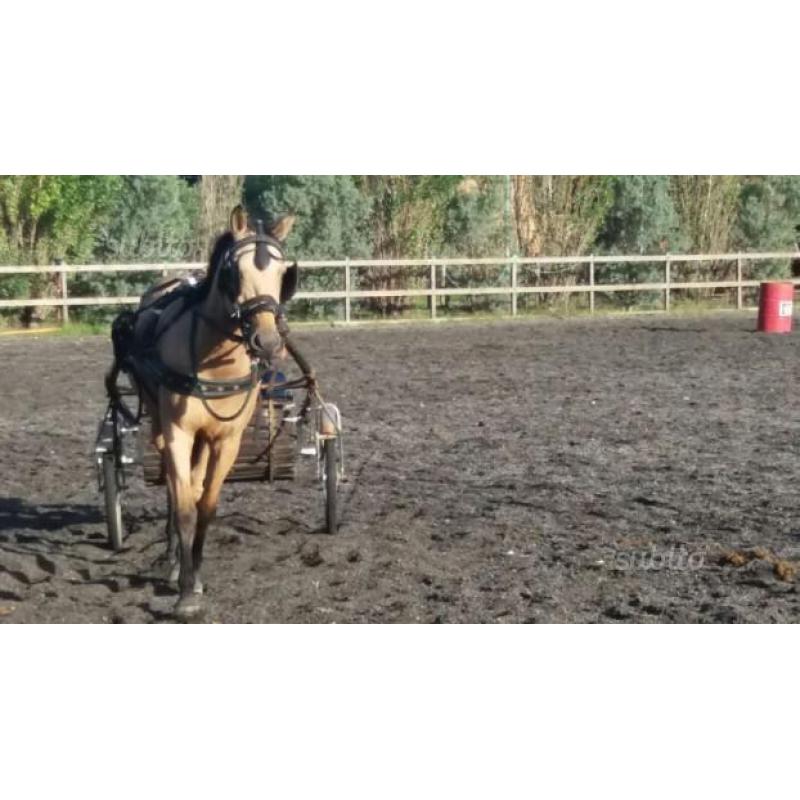 Quarter horse