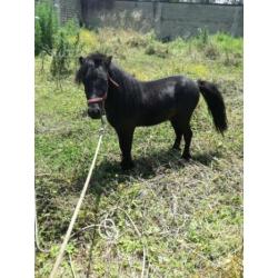 Pony
