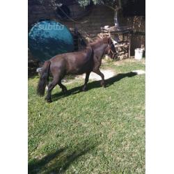 Pony