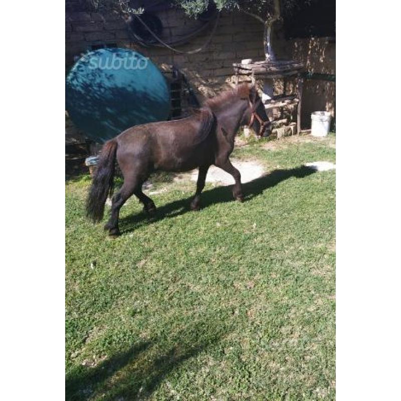 Pony