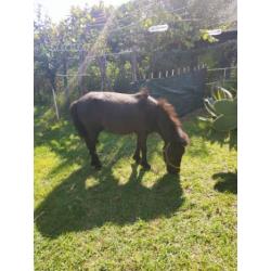 Pony