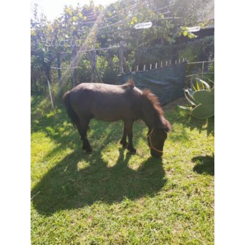Pony