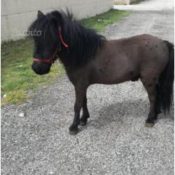 Pony