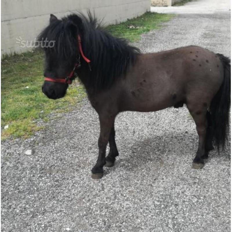 Pony