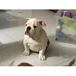 Bulldog inglese