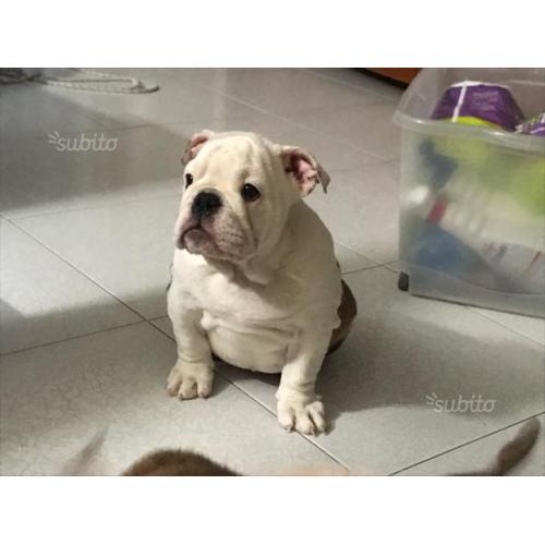 Bulldog inglese