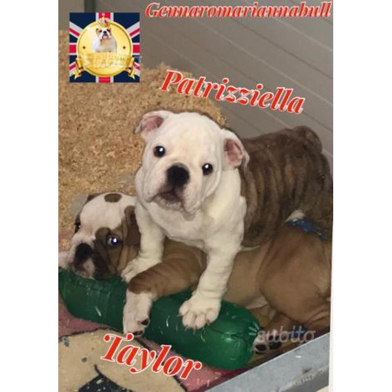 Bulldog inglese