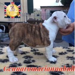 Bulldog inglese