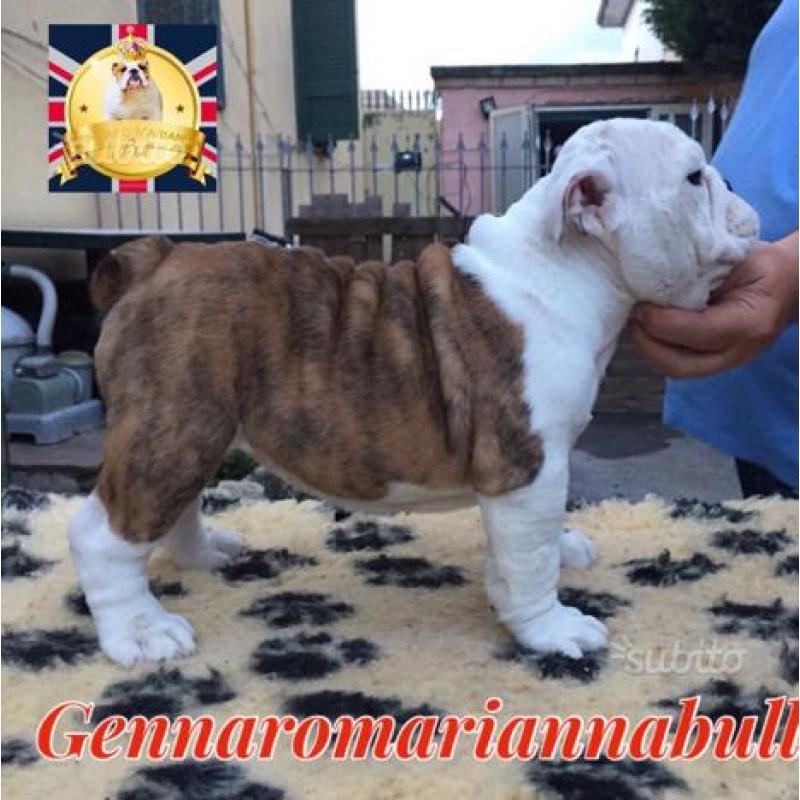 Bulldog inglese
