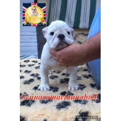 Bulldog inglese