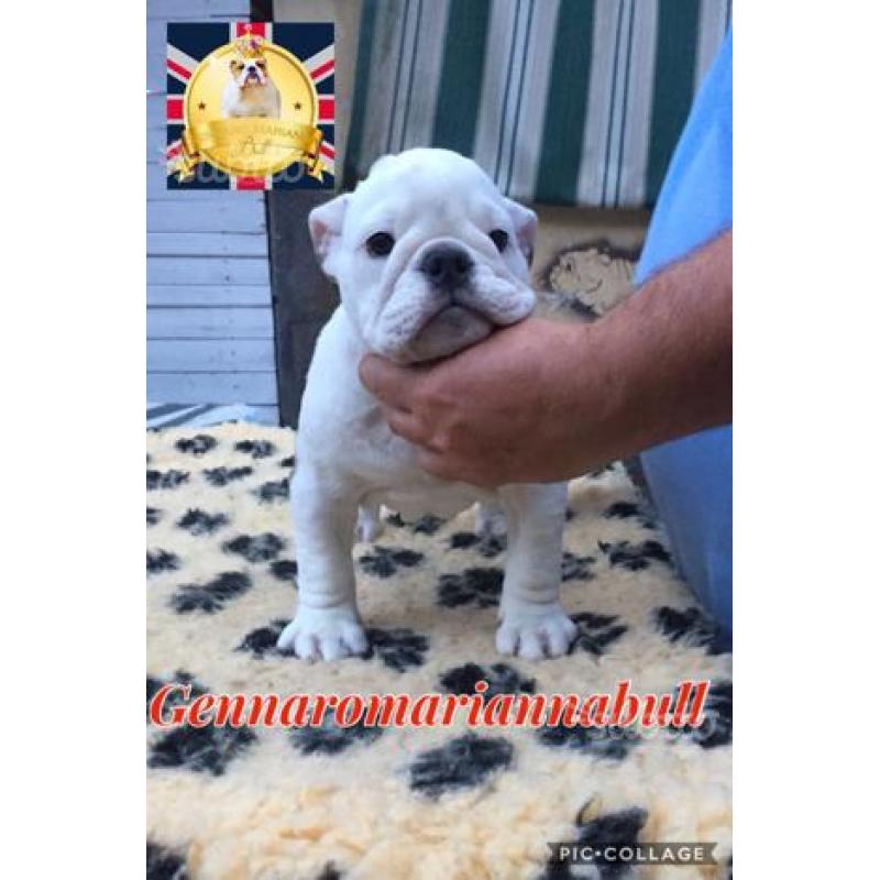 Bulldog inglese