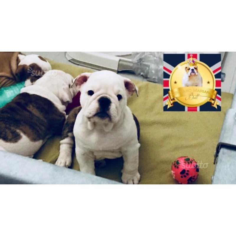 Bulldog inglese