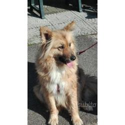 Regalo cane cagnolina taglia media simil pastore