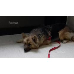 Regalo cane cagnolina taglia media simil pastore