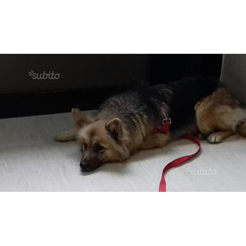 Regalo cane cagnolina taglia media simil pastore