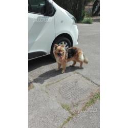 Regalo cane cagnolina taglia media simil pastore
