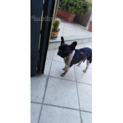 Stella la francese Bulldog