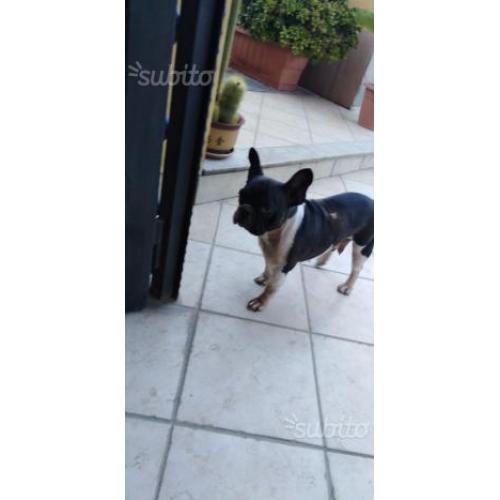 Stella la francese Bulldog