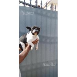Stella la francese Bulldog