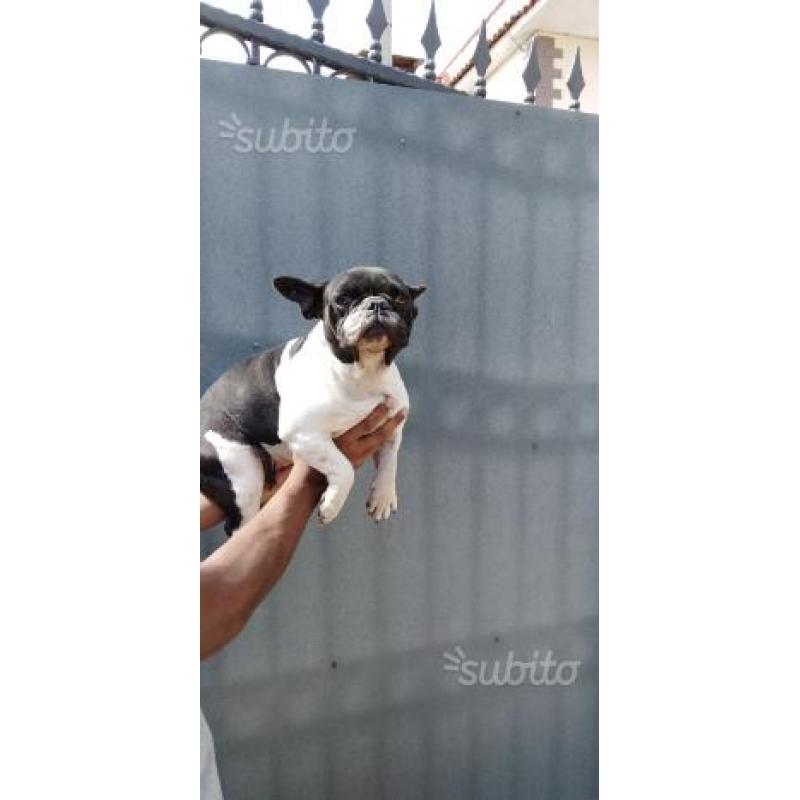 Stella la francese Bulldog