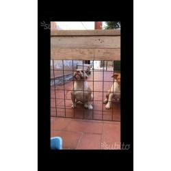 American bully