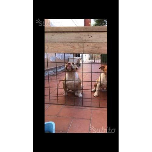 American bully