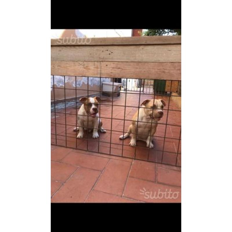 American bully