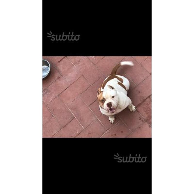 American bully