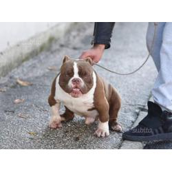 American bully