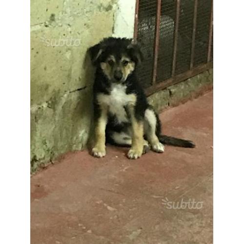 Regalo cuccioli