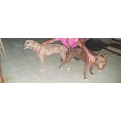 American pitbull terrier