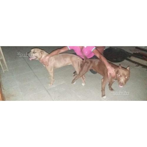 American pitbull terrier